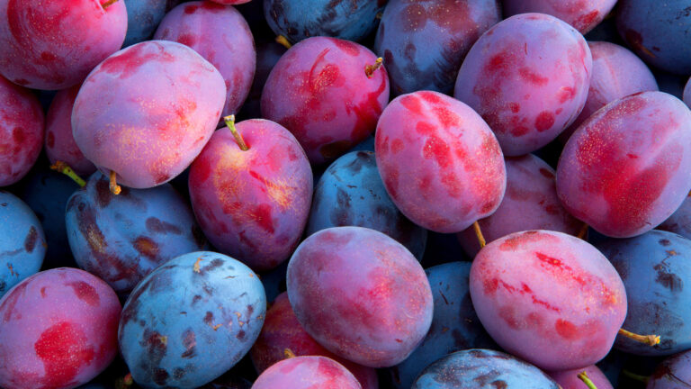 Is Plum A Tropical Fruit? All You Need To Know