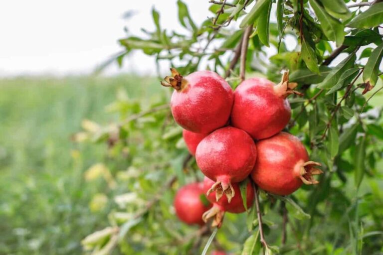 Is Pomegranate A Tropical Fruit? All You Need To Know