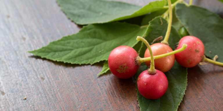 Panama Berry Health Benefits: 7 Amazing Benefits