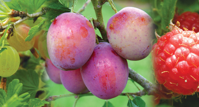 What Fruit Trees Need Two To Pollinate? What Goes With What?