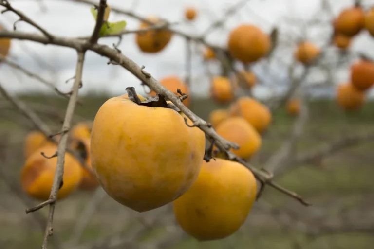 What Is Non Astringent Persimmon? All You Need To Know