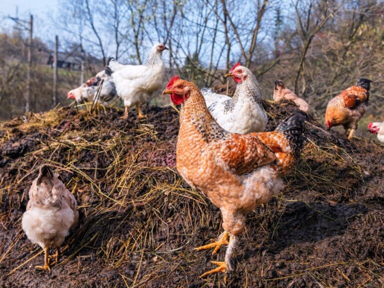 Is Chicken Manure Good For Fruit Trees Or Not?