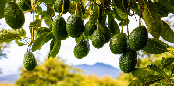 How To Make Avocado Tree Bear Fruit Faster (Complete Guide)