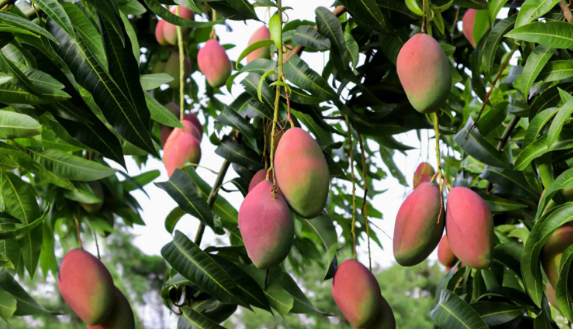 How Long Does A Mango Tree Take To Bear Fruit?
