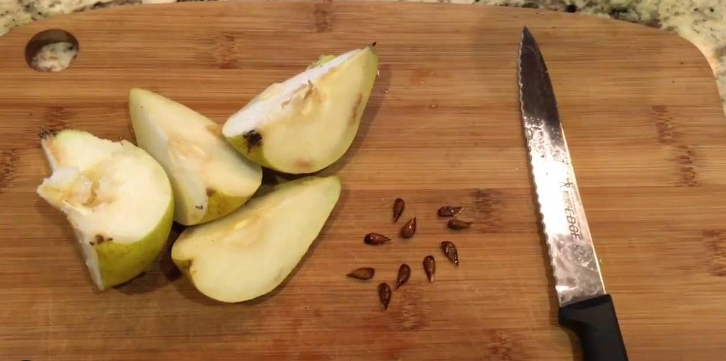 How To Grow A Pear Tree From Seed [Step-By-Step Guide]