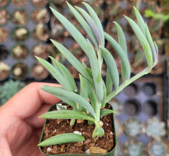How to Propagate String of Bananas: A Complete Guide