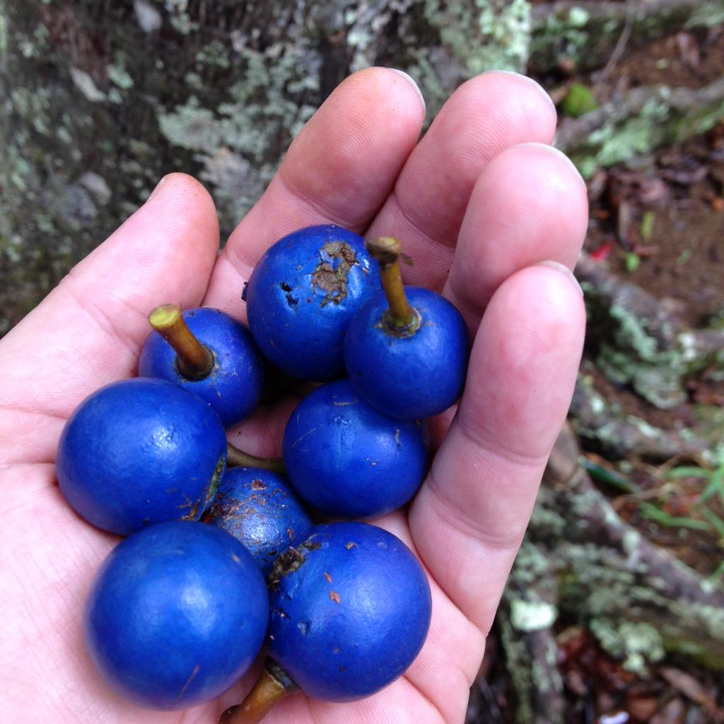 Vibrant and Unique: 22 Amazing Fruits That Are Blue In Color 36 image 92