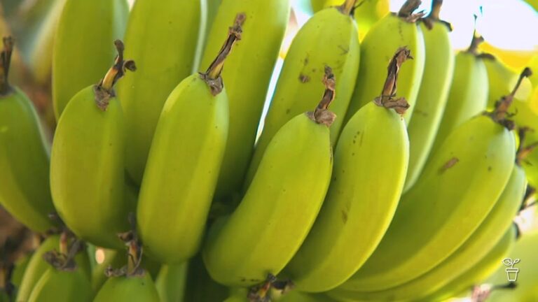 The Banana Connection: Are Bananas Good For Glaucoma?