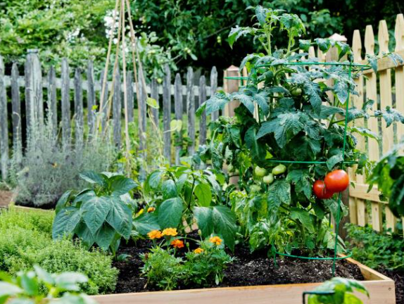 Fruit Tree Companion Planting: Here’s All You Need To Know