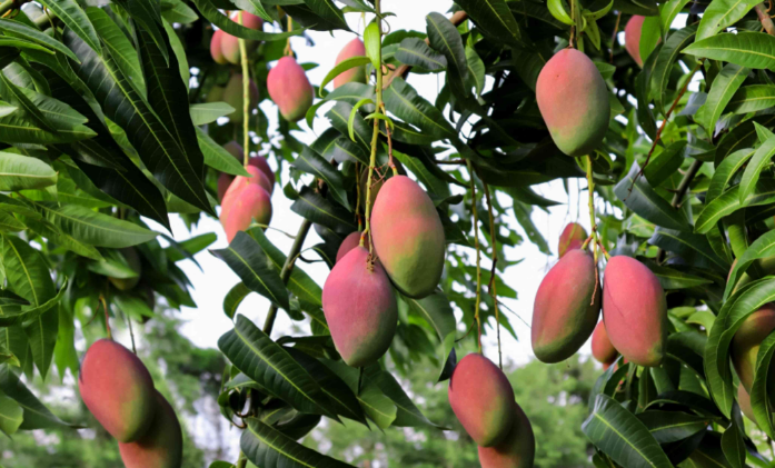The Reasons Why Mangoes Are Not Actually Considered Berries