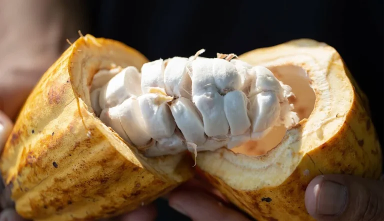 Can You Eat Raw Cacao Fruit? Is It Safe To Eat?