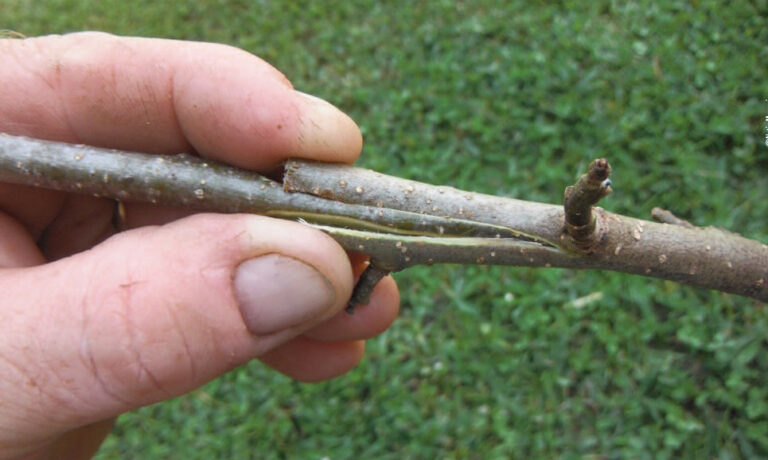 Why Are Fruit Trees Grafted? Everything You Need To Know