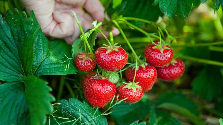 How To Tell If Strawberries Are Sweet?