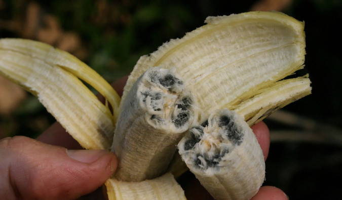 The Anatomy of Banana Seeds: What Do Banana Seeds Look Like?