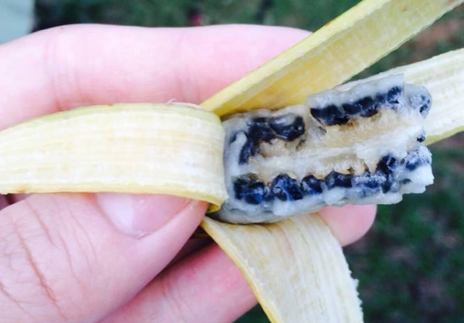 The Anatomy of Banana Seeds: What Do Banana Seeds Look Like?