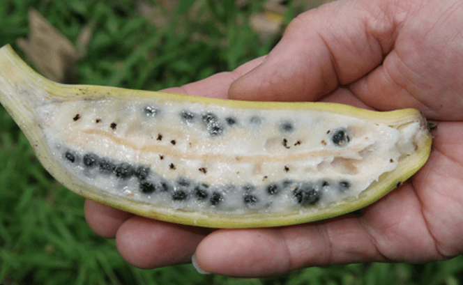 The Anatomy of Banana Seeds: What Do Banana Seeds Look Like?