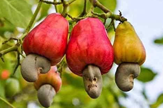 What Does Cashew Fruit Taste Like?