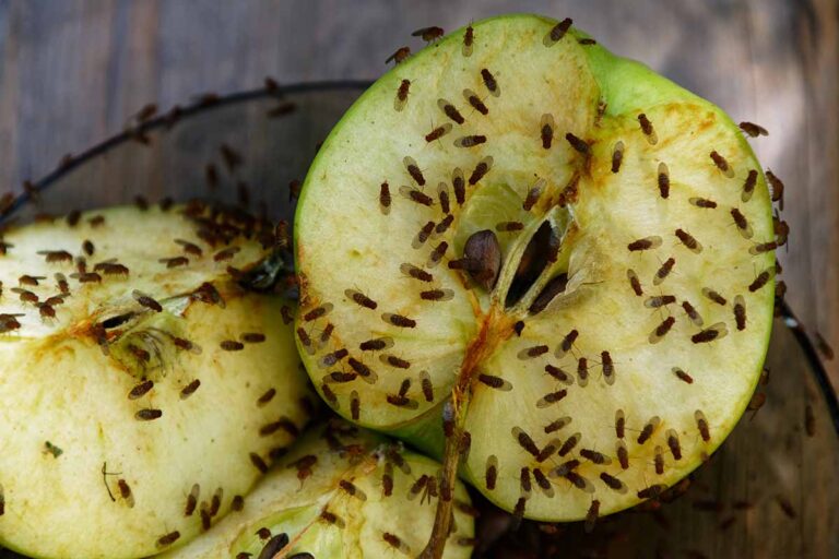 Why Are Fruit Flies Attracted To Me? [7 Possible Reasons]