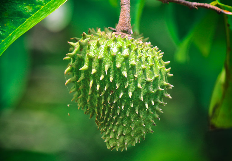 Sugar Apple Vs Soursop: Which Is More Healthier?