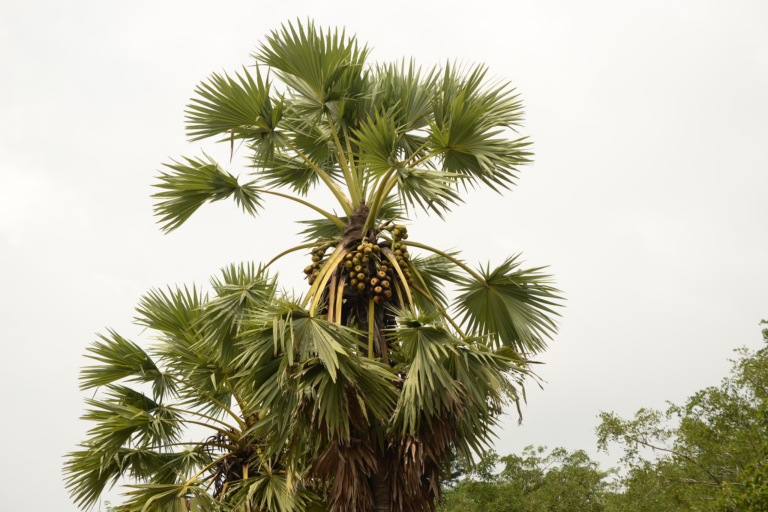 What Kind Of Fruits Grow On Palm Trees? [10 Most Common Ones]