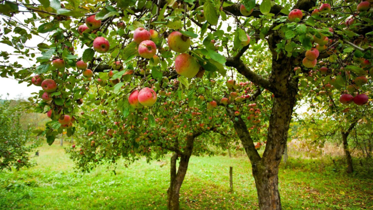Can You Plant Fruit Trees In The Fall?