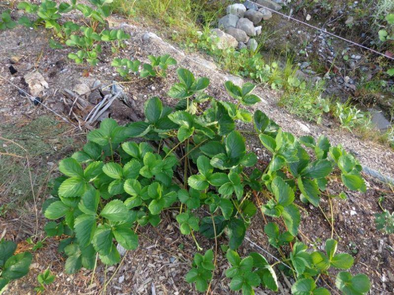Why Are My Strawberry Plants Not Producing Fruit?