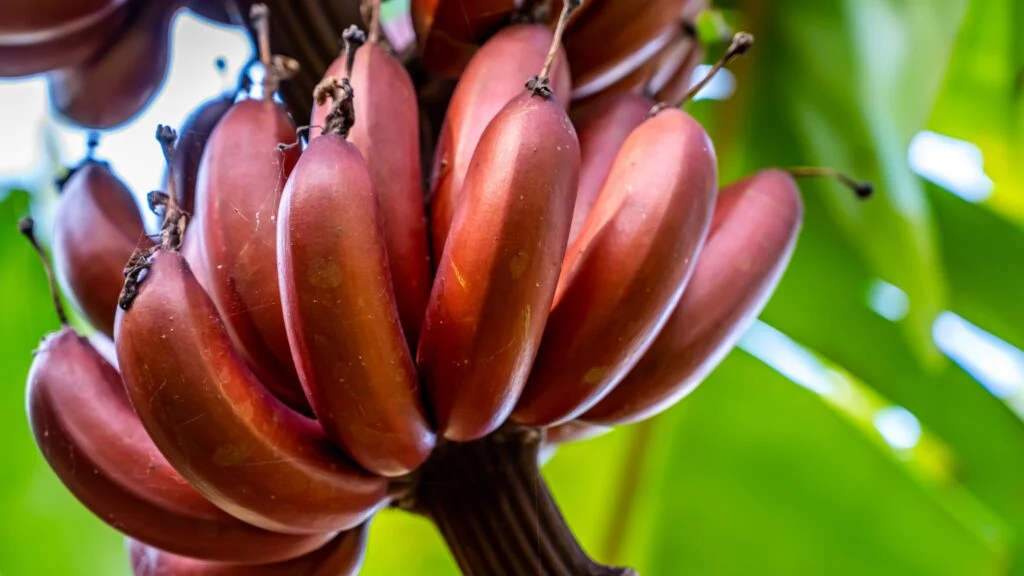 "15 Red Fruits With Seeds Inside