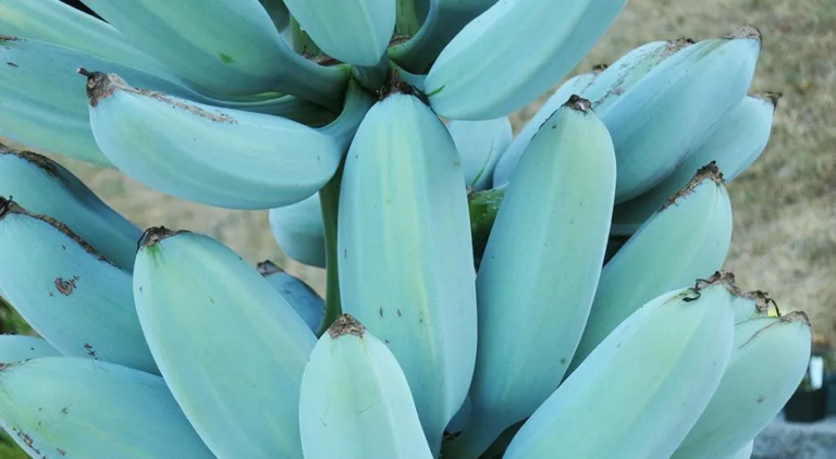 7 Best Tasting Banana Varieties Apart From Cavendish Banana