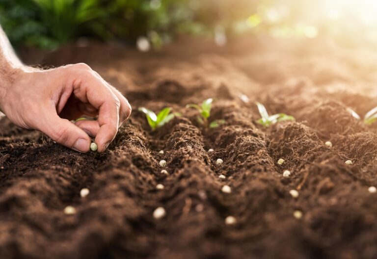 Is Anything With A Seed Considered A Fruit?