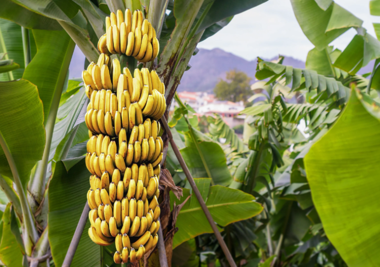 Is Banana A Perennial Crop? Everything You Need To Know