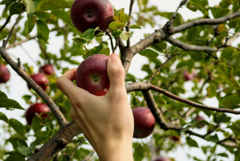 Low Hanging Fruit Meaning: Definition, Examples, & FAQs