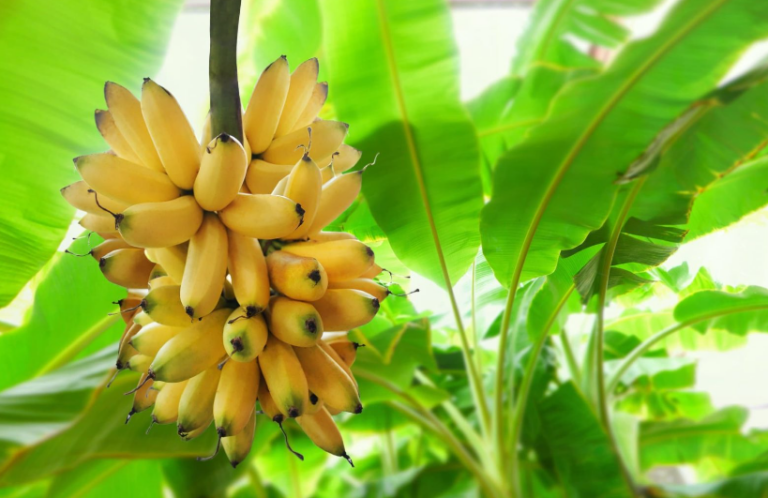 Why Do Bananas Have So Much Potassium?