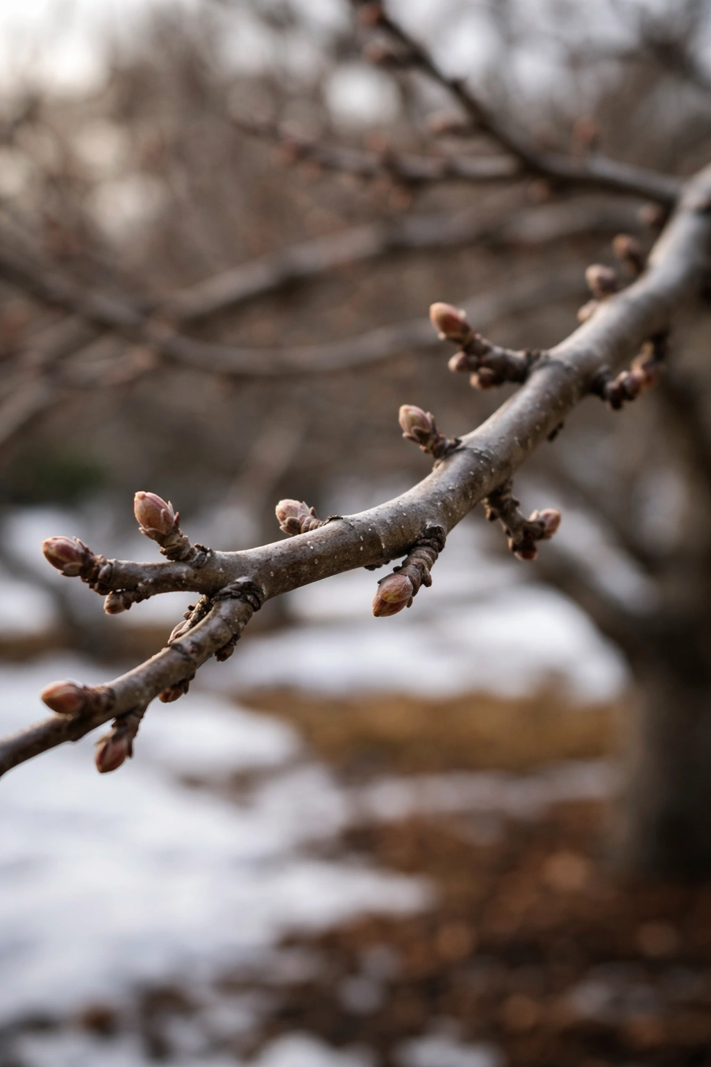 Bare apple tree limb with tight dormant buds in winter