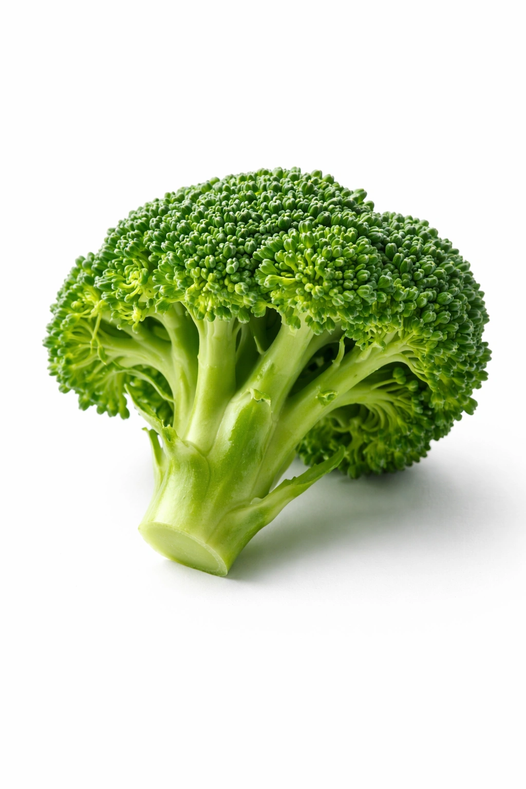 Crisp broccoli floret isolated on white background