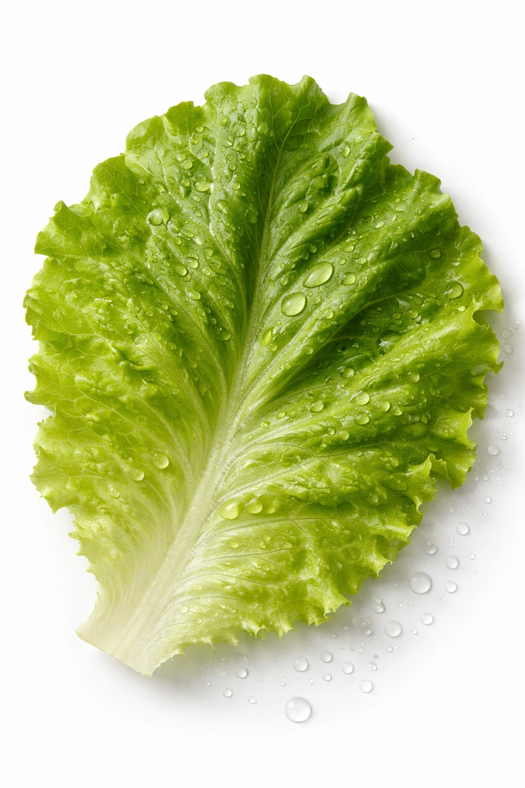 Moisture on lettuce leaf highlighting the wet lettuce mistake