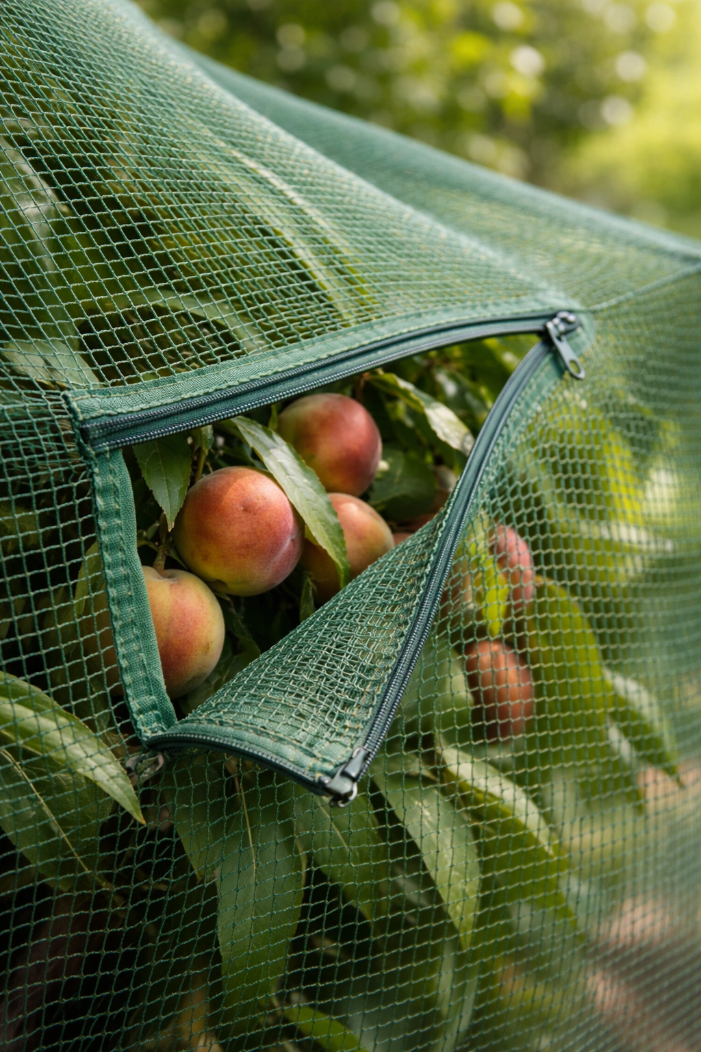 Close-up of netting with an access opening seam over a fruit tree