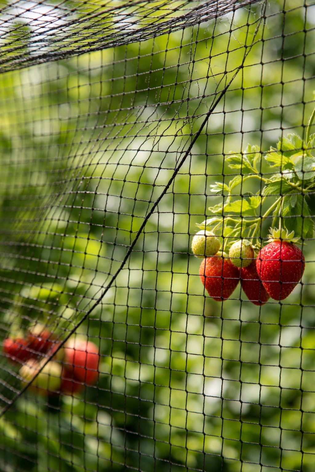 Close-up interior netting showing texture of fruit cage mesh