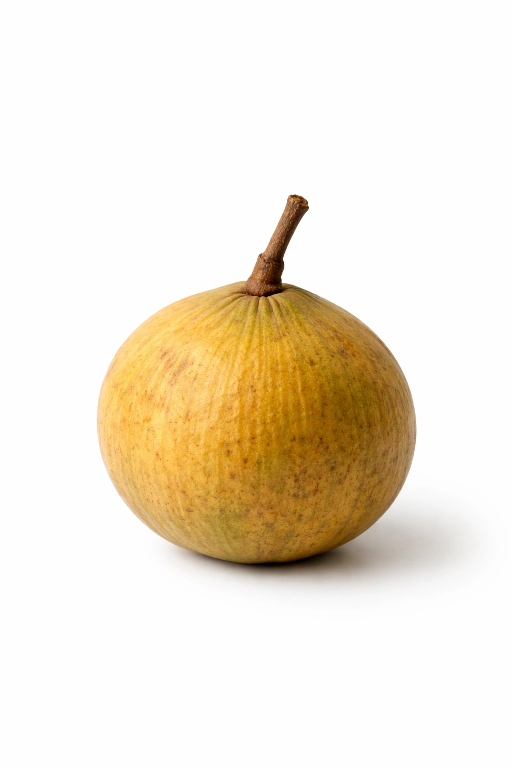 Single santol fruit on plain white background with green-yellow rind