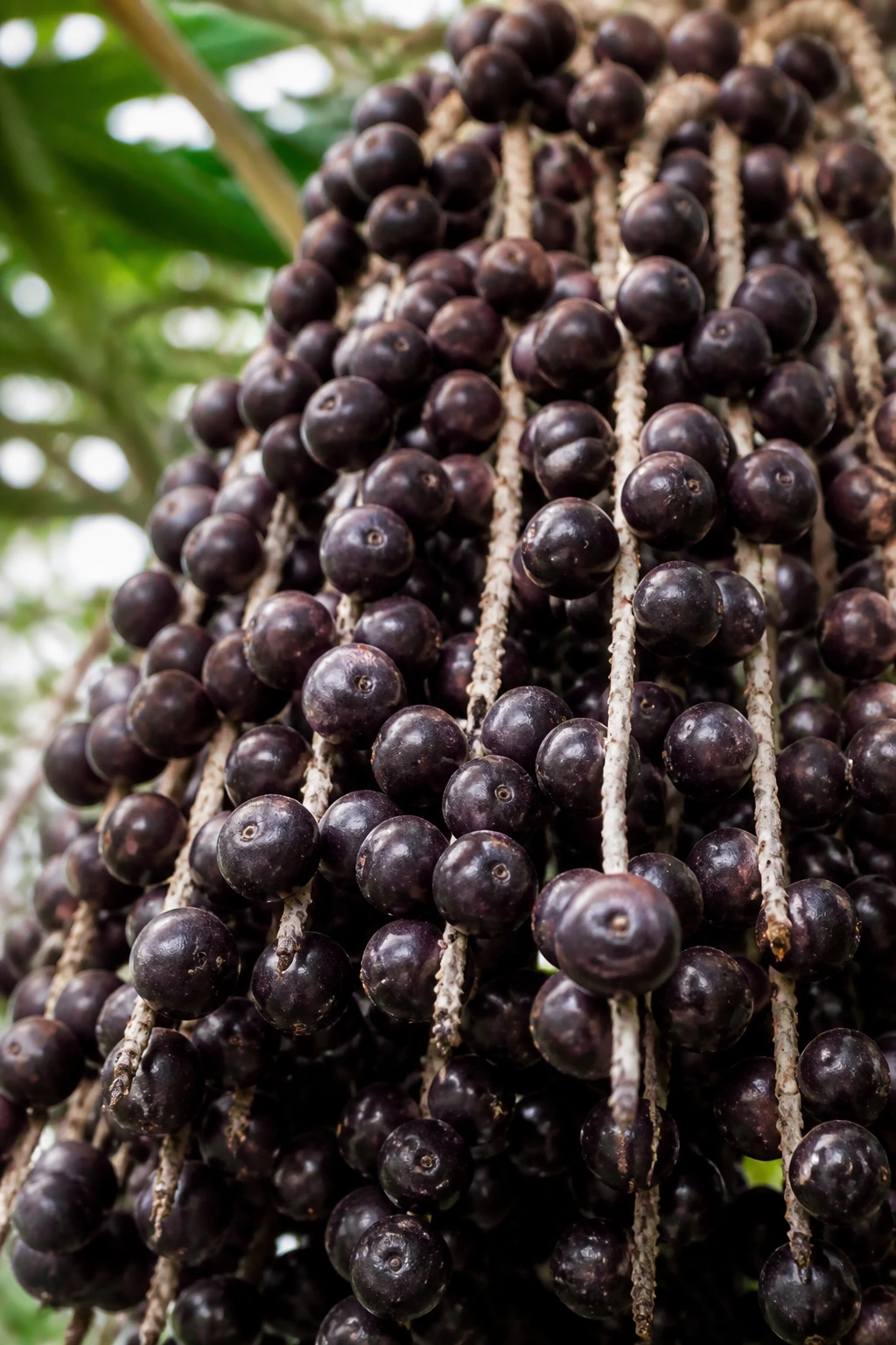 Is Acai A Tropical Fruit? All You Need To Know 2 Dense cluster of acai berries filling the frame
