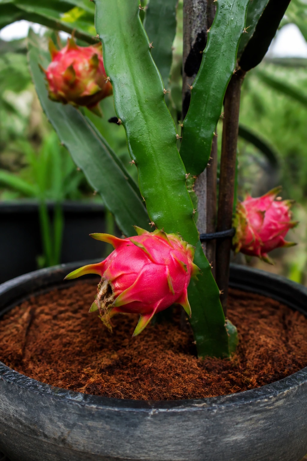 Dragon fruit plant in slightly acidic soil with green foliage