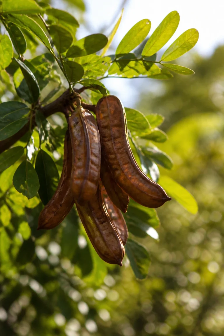Aidan Fruit: Nutrition Facts, Health Benefits, And More