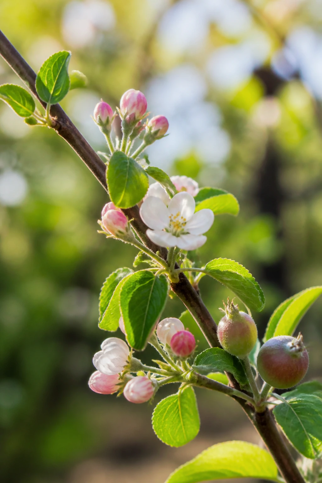 Close-up of a branch with buds, blossoms, and developing fruit