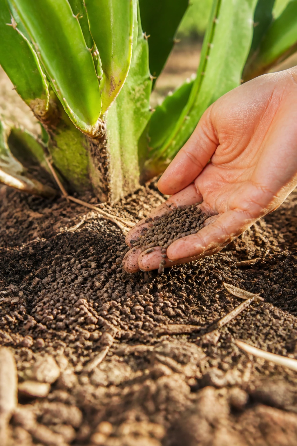 7 Best Organic Fertilizer For Dragon Fruit 8 Hand applying granular organic fertilizer around dragon fruit base