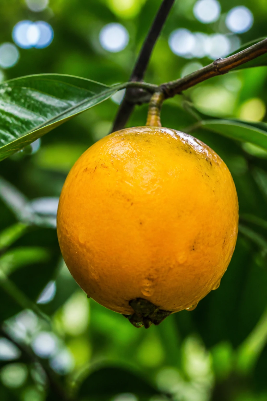 Arazá fruit hanging from a branch in a tropical setting