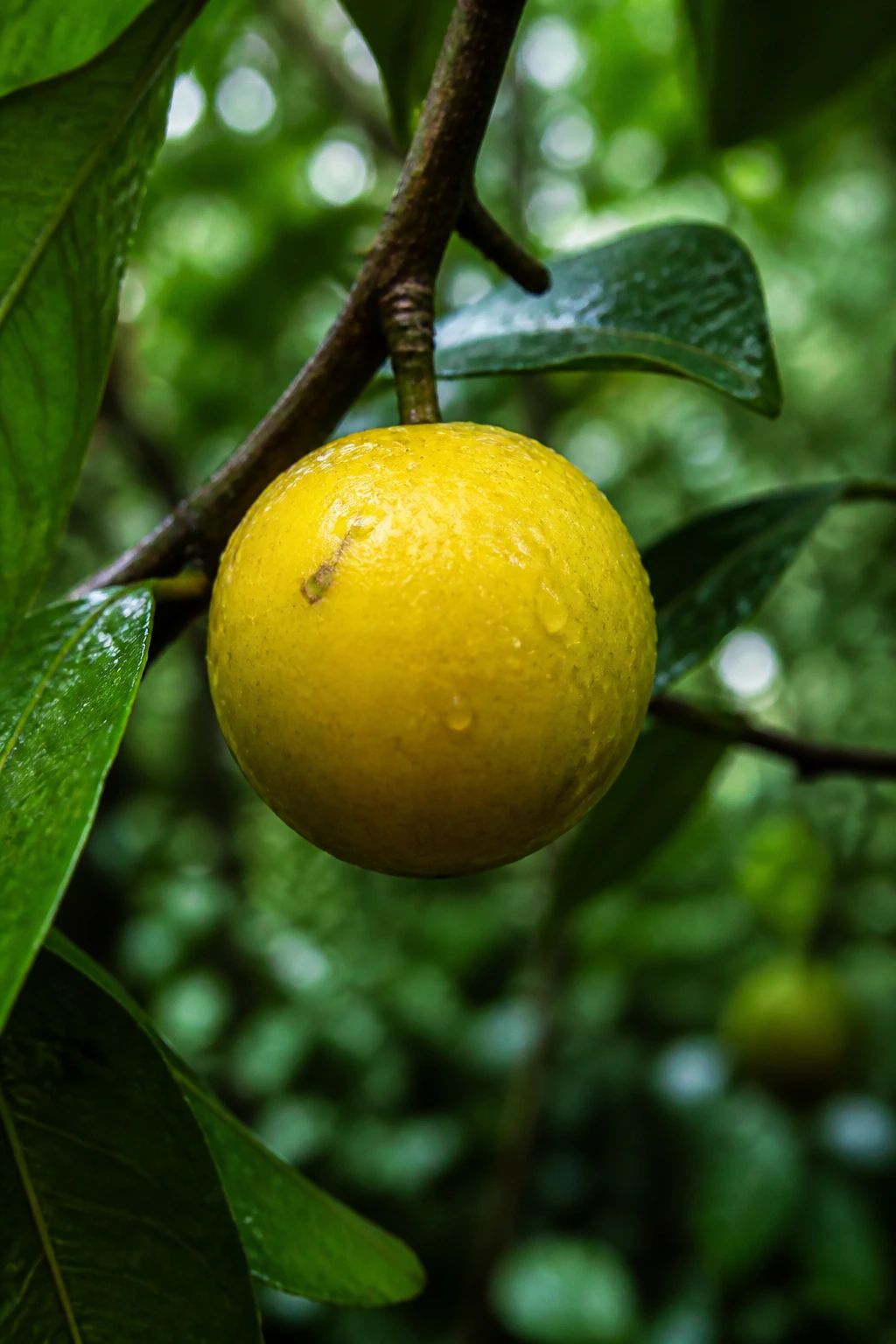 Araza fruit on branch in rainforest