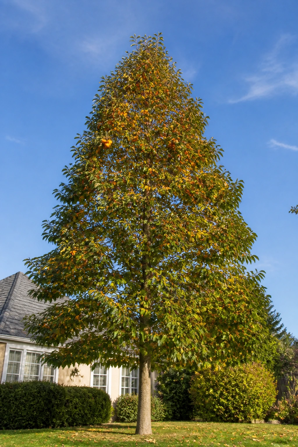 Tall Asian persimmon tree with pyramid crown seen from a low angle