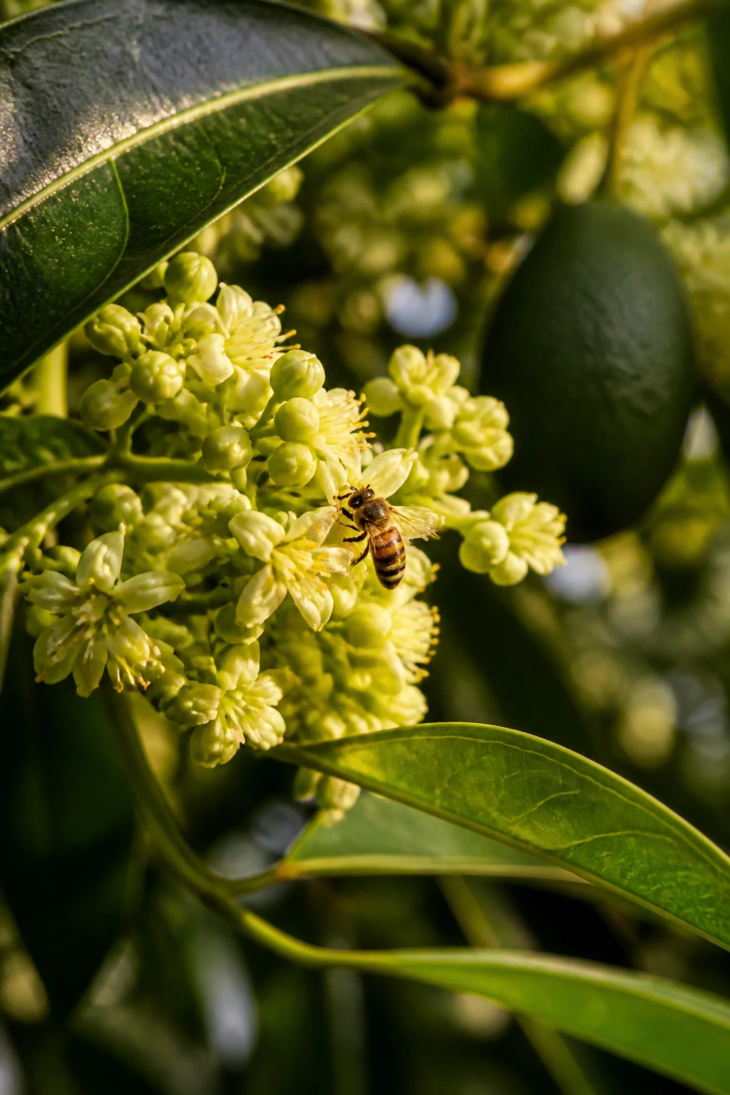 How To Make Avocado Tree Bear Fruit Faster (Complete Guide) 7 Avocado blossoms with a bee pollinating on a tree