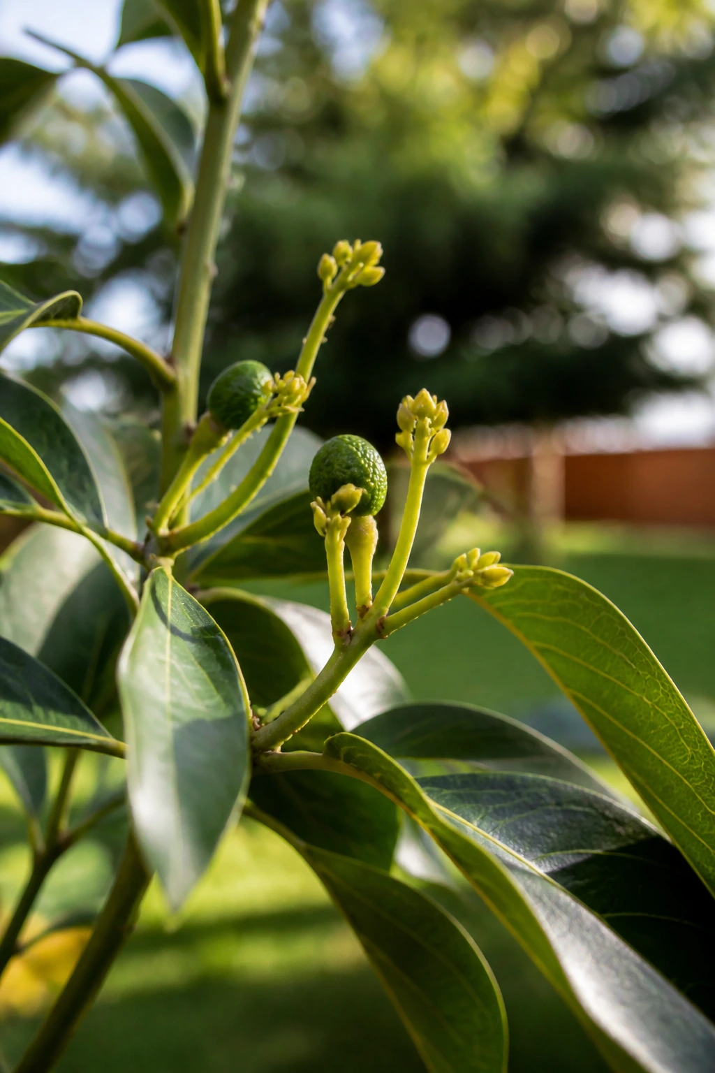 How Often Does An Avocado Tree Bear Fruit? 3 Young avocado tree branch with developing fruit buds