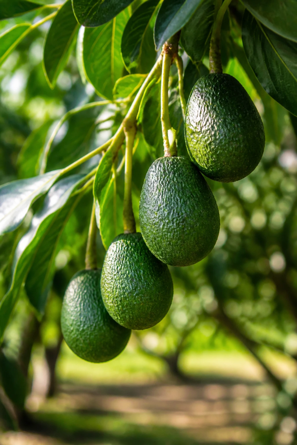 How Often Does An Avocado Tree Bear Fruit? 2 Close-up of avocado branch with fruit in sunlit garden