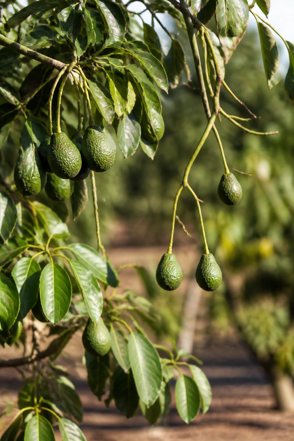How Often Does An Avocado Tree Bear Fruit? 4 Avocado tree branch with uneven fruit load in orchard